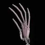 Finger Joints